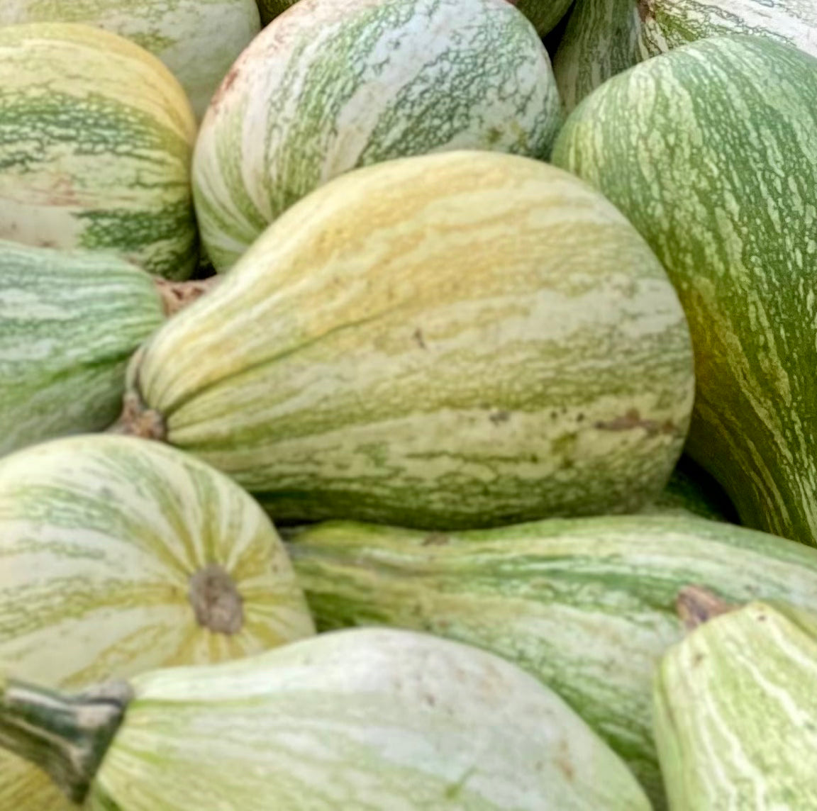 Squash - Cushaw 30#