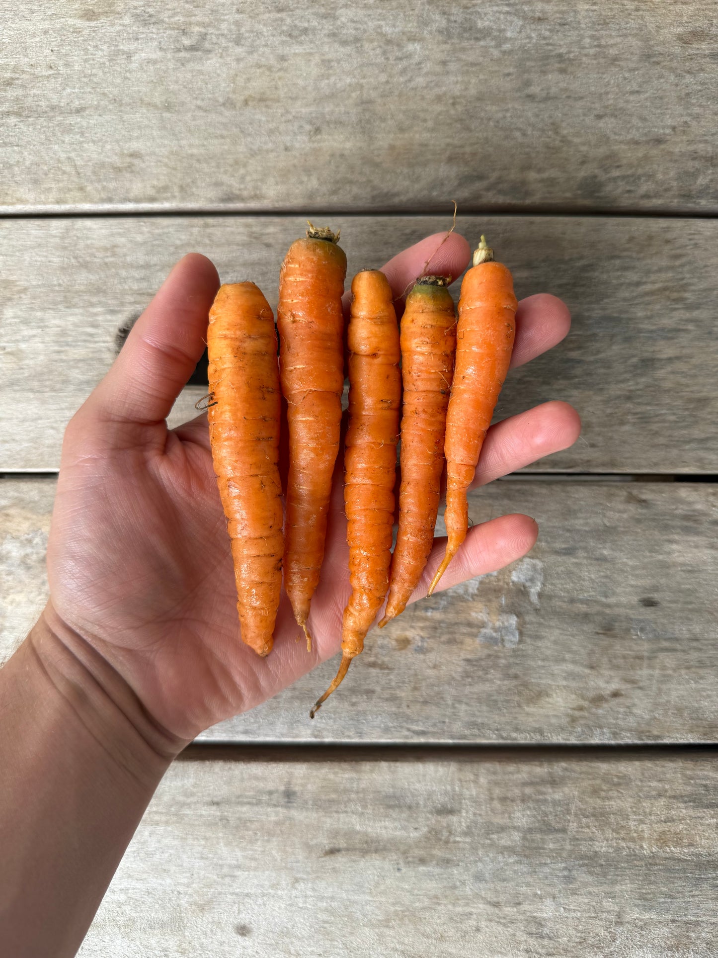 Carrots - Baby - 10lb Case