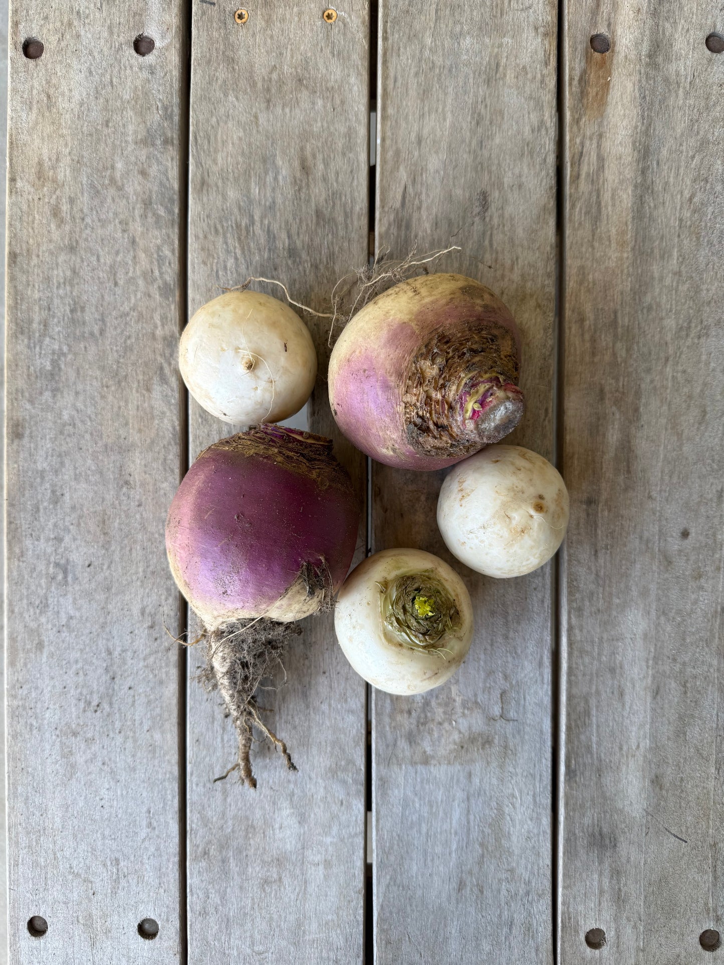 TURNIP MIX - 20lb Case
