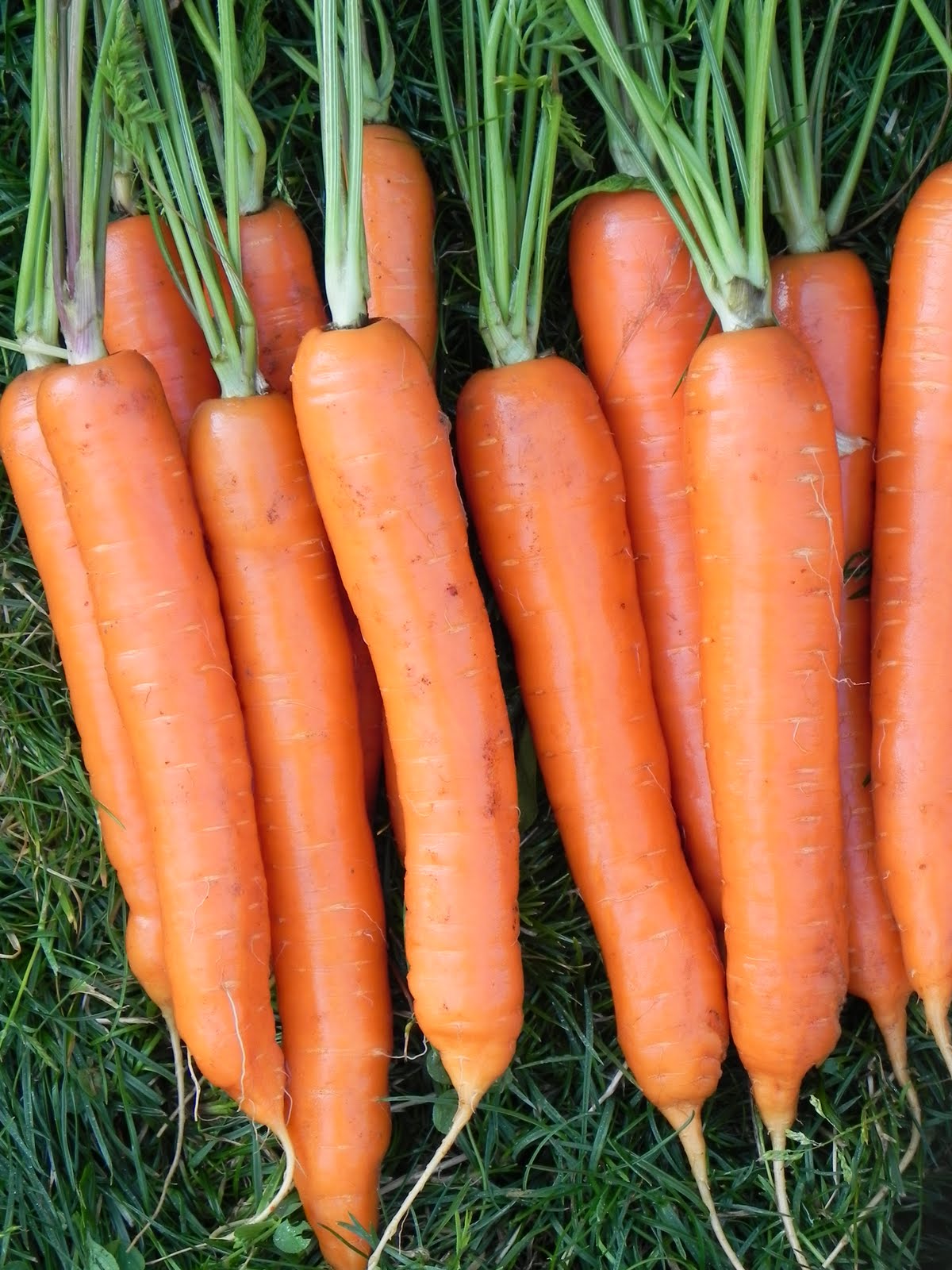 Carrot - Yaya 10lb