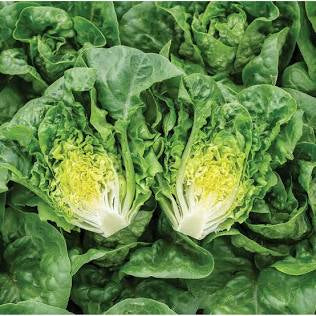 Lettuce - Little Gem 9ct