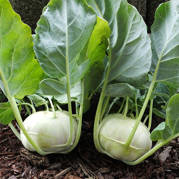Kohlrabi - Terek 10lb
