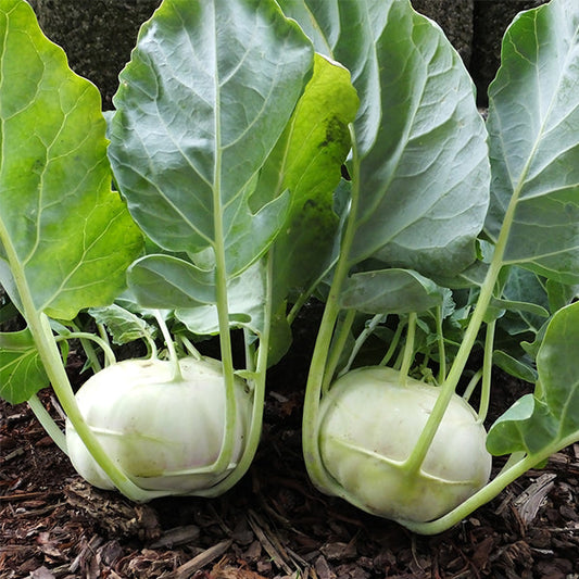 Kohlrabi - Terek 10lb