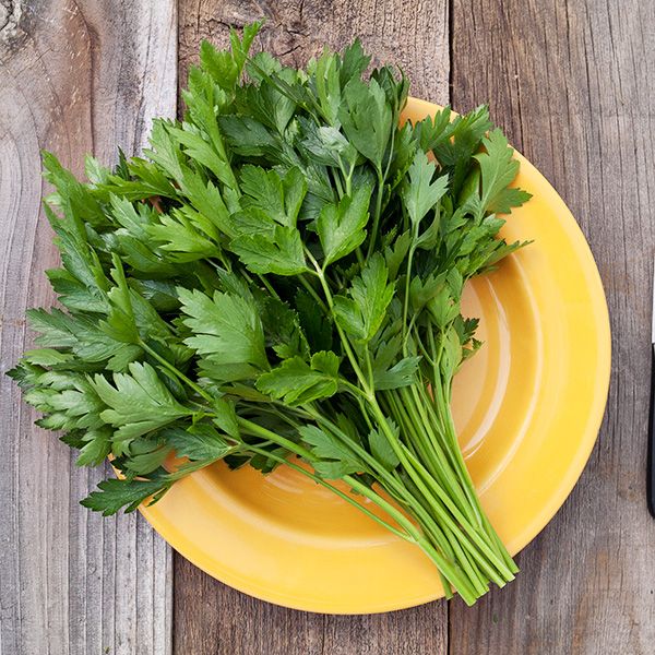 Italian Parsley