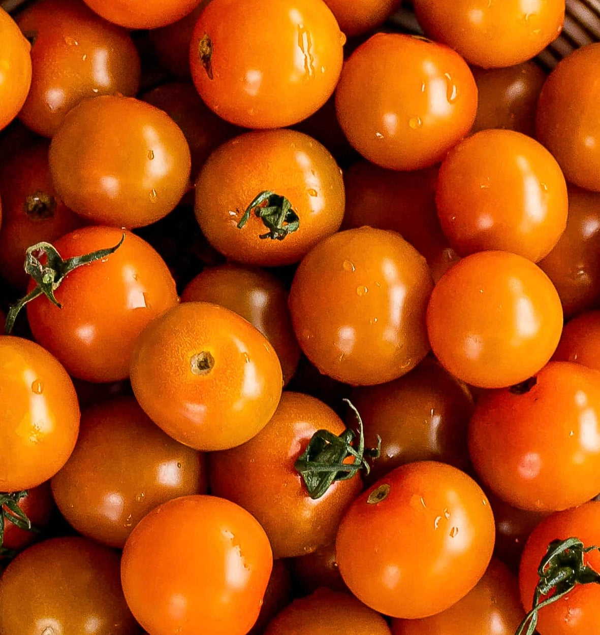 Sungold Cherry Tomato - ORGANIC - 6 pint case