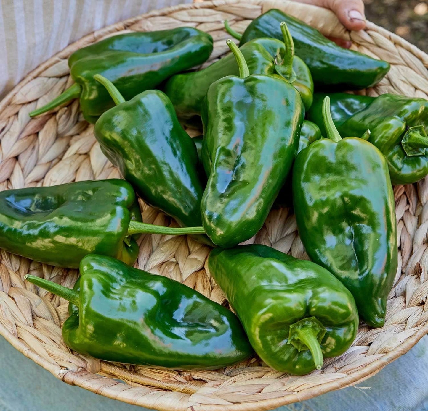 Peppers - Poblano 9lb