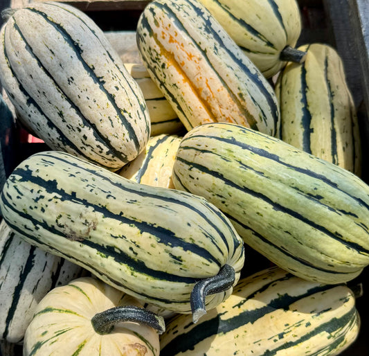 Squash - Indigenous Delicata - 130 Year Old Sweet Corn flavored Squash - No Peeling - 8 Count