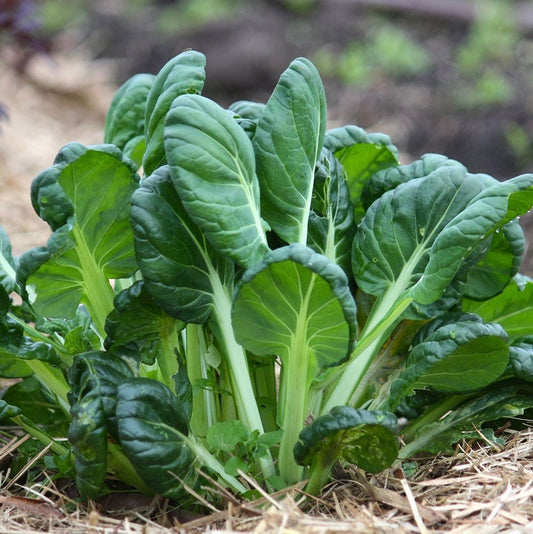 Tatsoi (Asian Mustard) 5lb