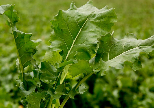 Rapa Greens - 7lb