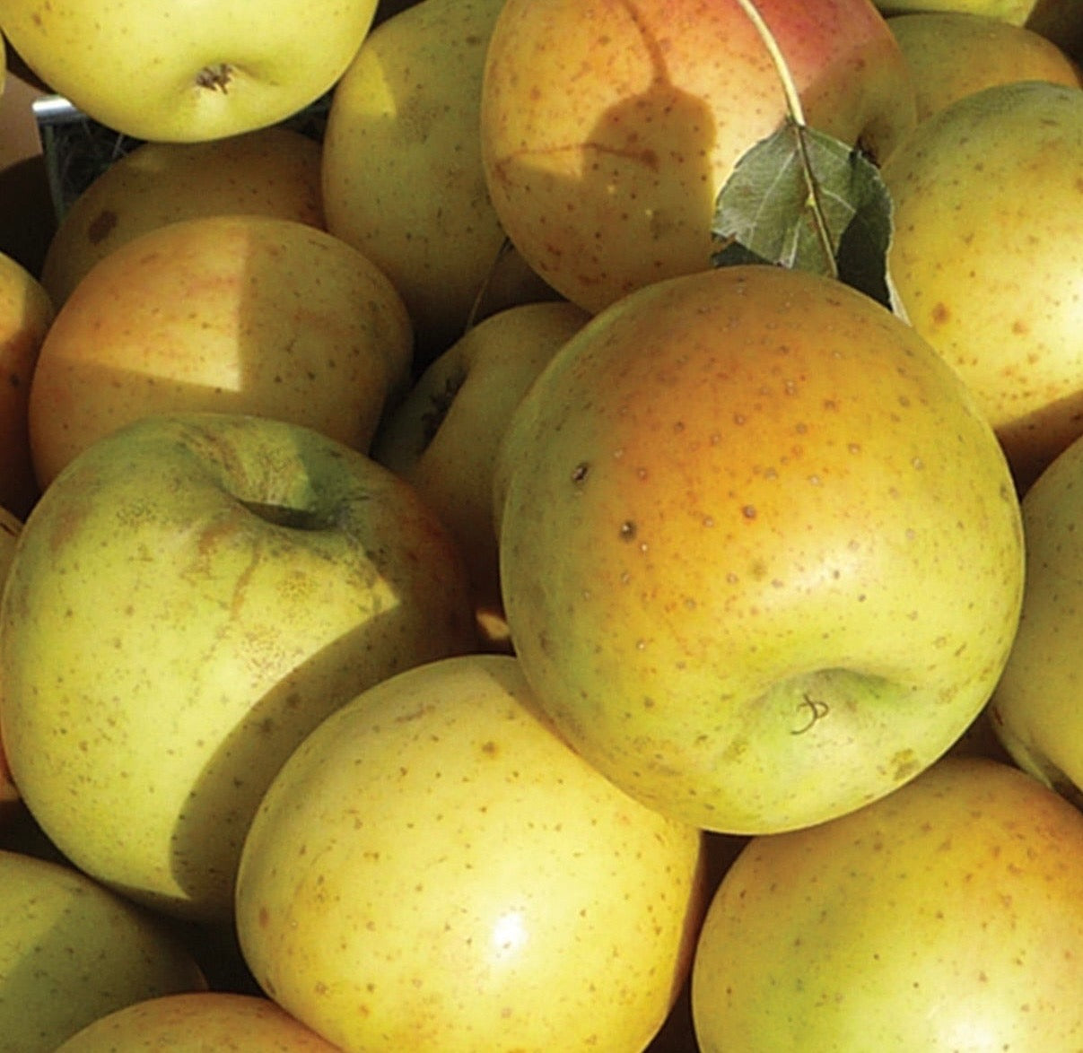 Apple - Gold Rush
