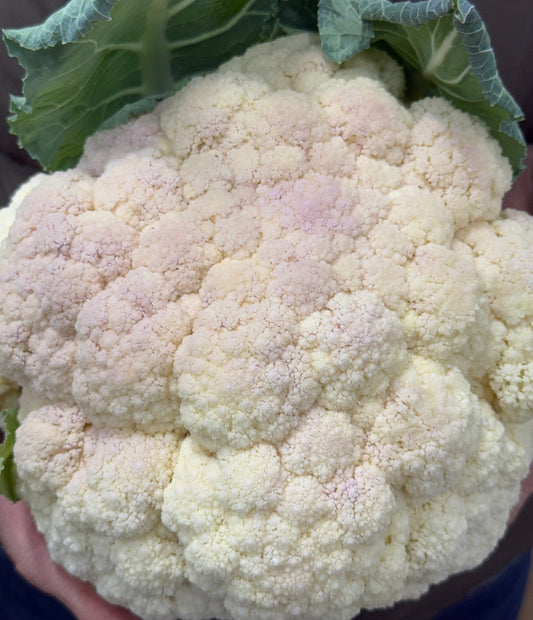 Cauliflower - Pink Blush 10lb