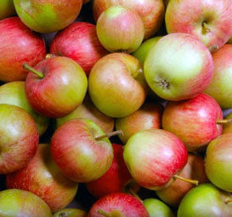 Apple - Stayman Winesap