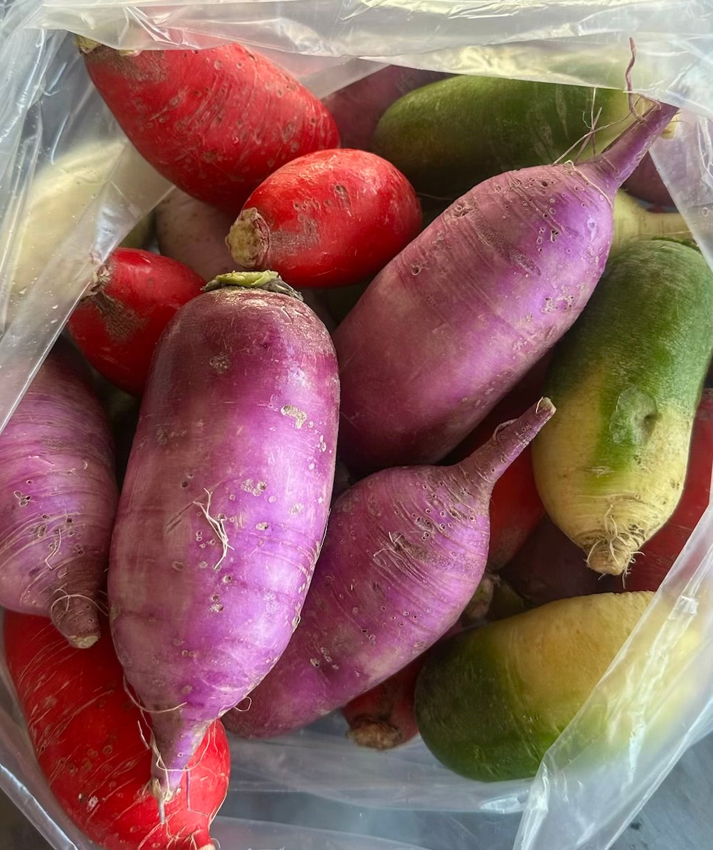 Daikon Radish - Rainbow 10lb