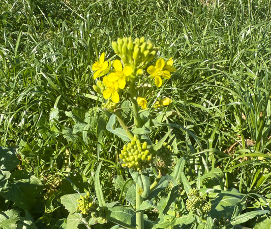 Bloom Shoots of Taylor Turnip Tops -  5lb