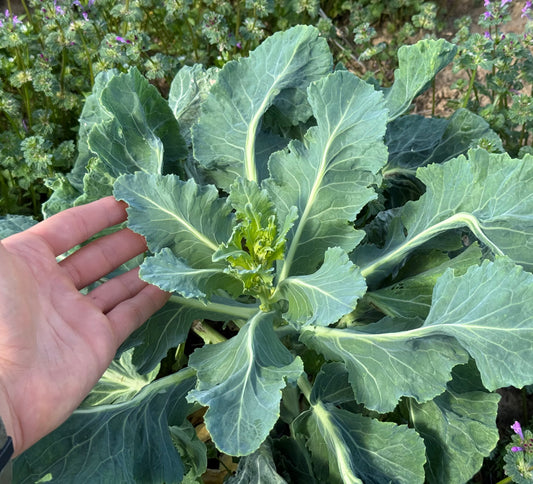 Baby Bradford Collards - 5lb