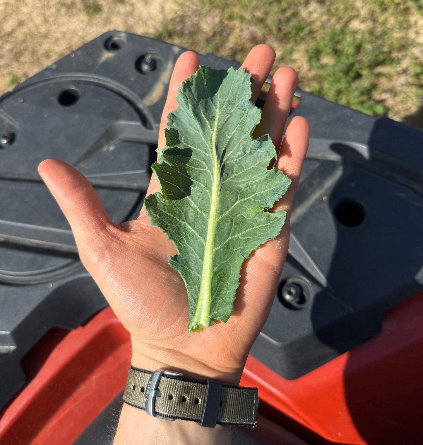 Baby Bradford Collards - 5lb