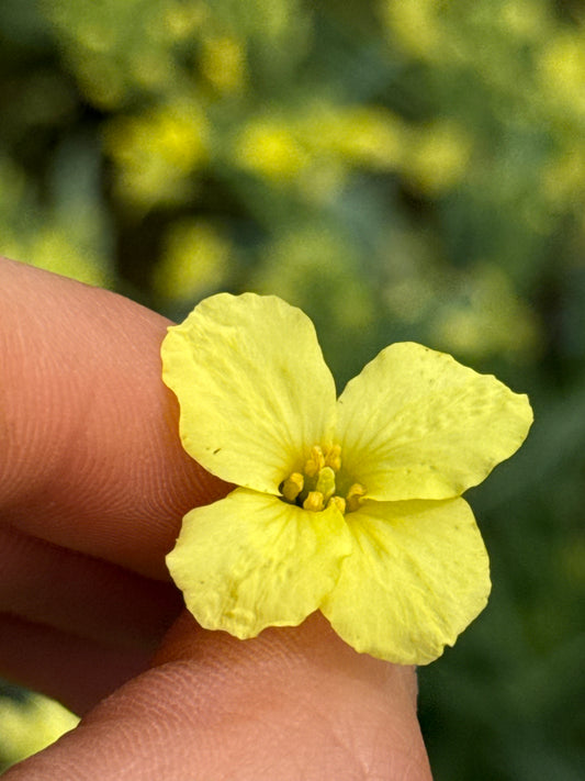 Flowers - Micro - Bradford Collards 100ct