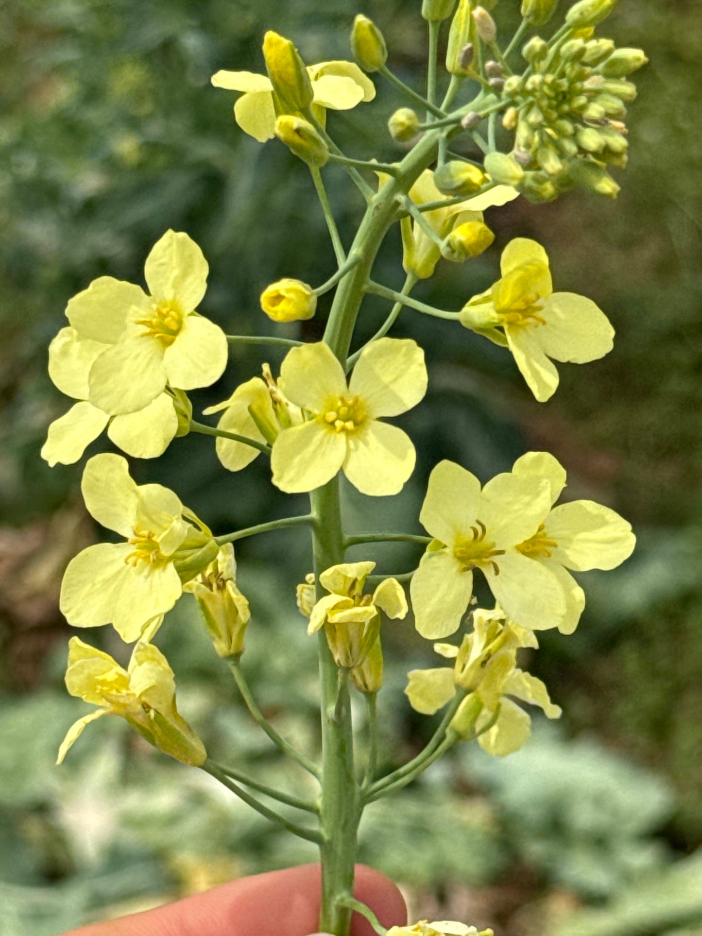 Flowers - Micro - Bradford Collards 100ct