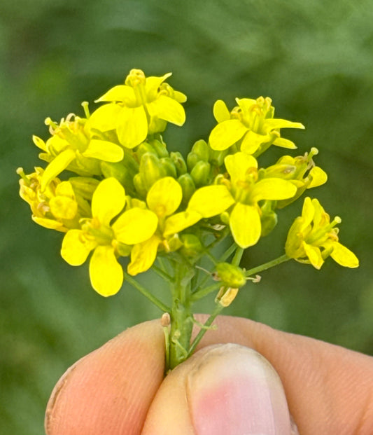 Flowers - Micro - Taylor Turnip - 2oz