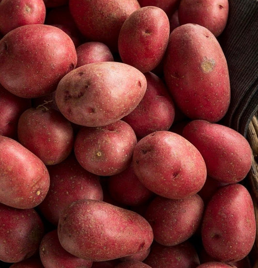 New Potatoes - Red - Size A - 10lb