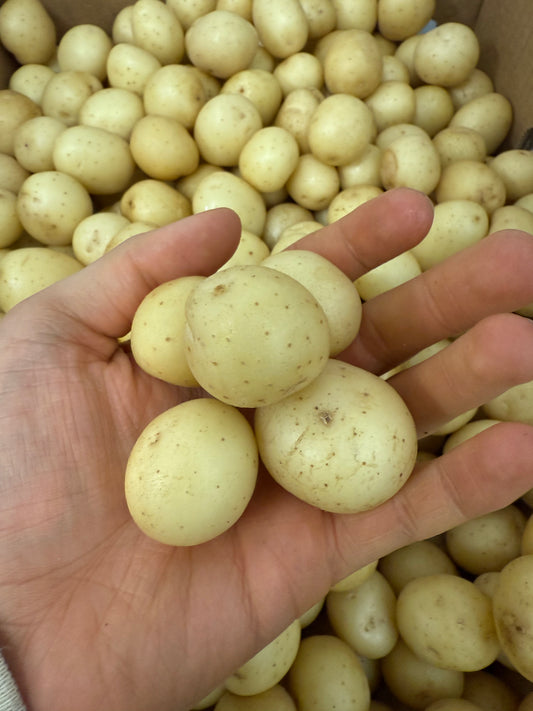 New Potatoes - White - Tiny/Pearl (C) 5lb