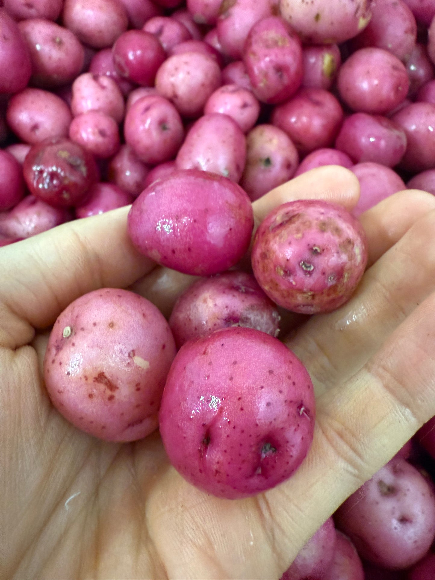 New Potatoes - Red - Tiny/ Pearl (C) 5lb