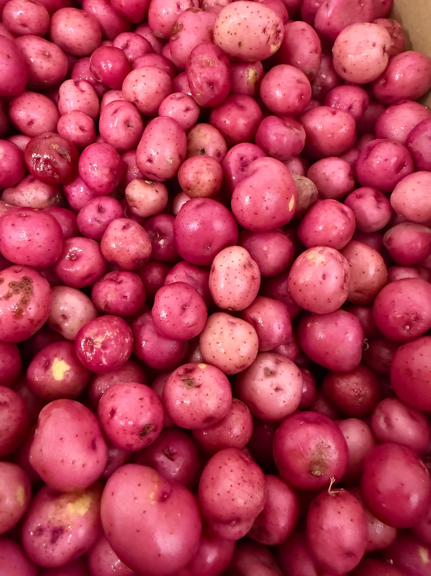 New Potatoes - Red - Tiny/ Pearl (C) 5lb