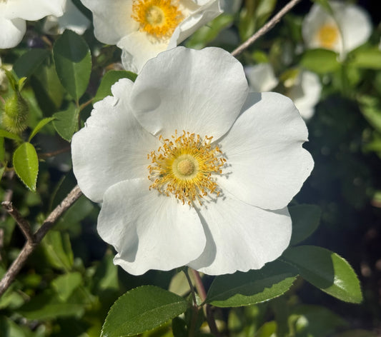 Flowers - Carolina Wild Rose Blossoms - 12 count