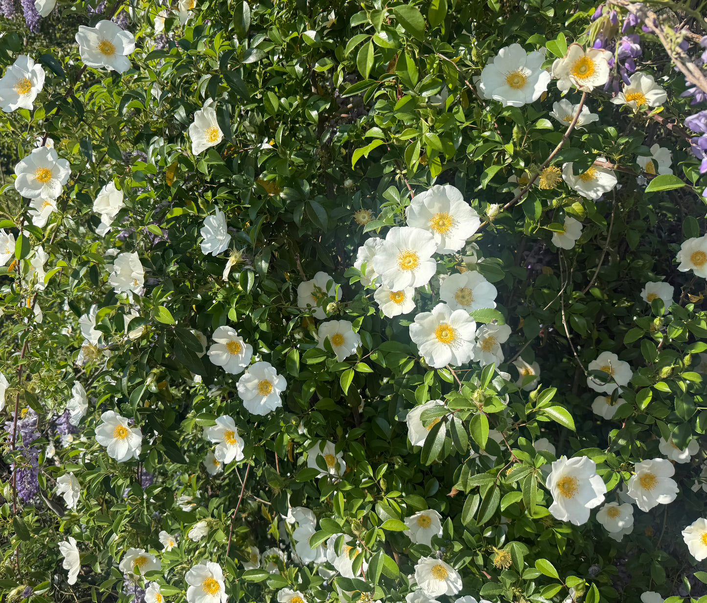 Flowers - Carolina Wild Rose Blossoms - 12 count