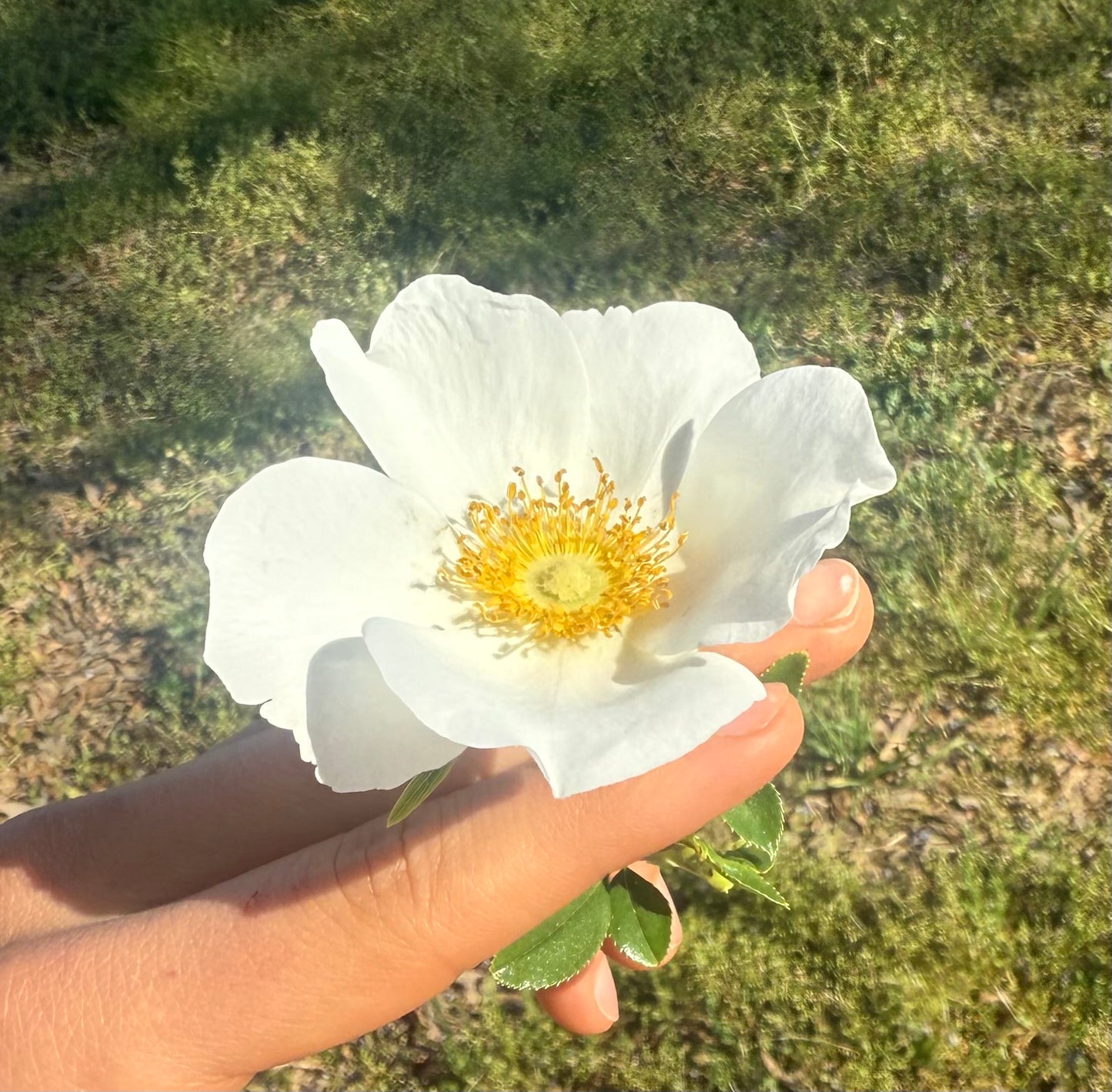 Flowers - Carolina Wild Rose Blossoms - 12 count