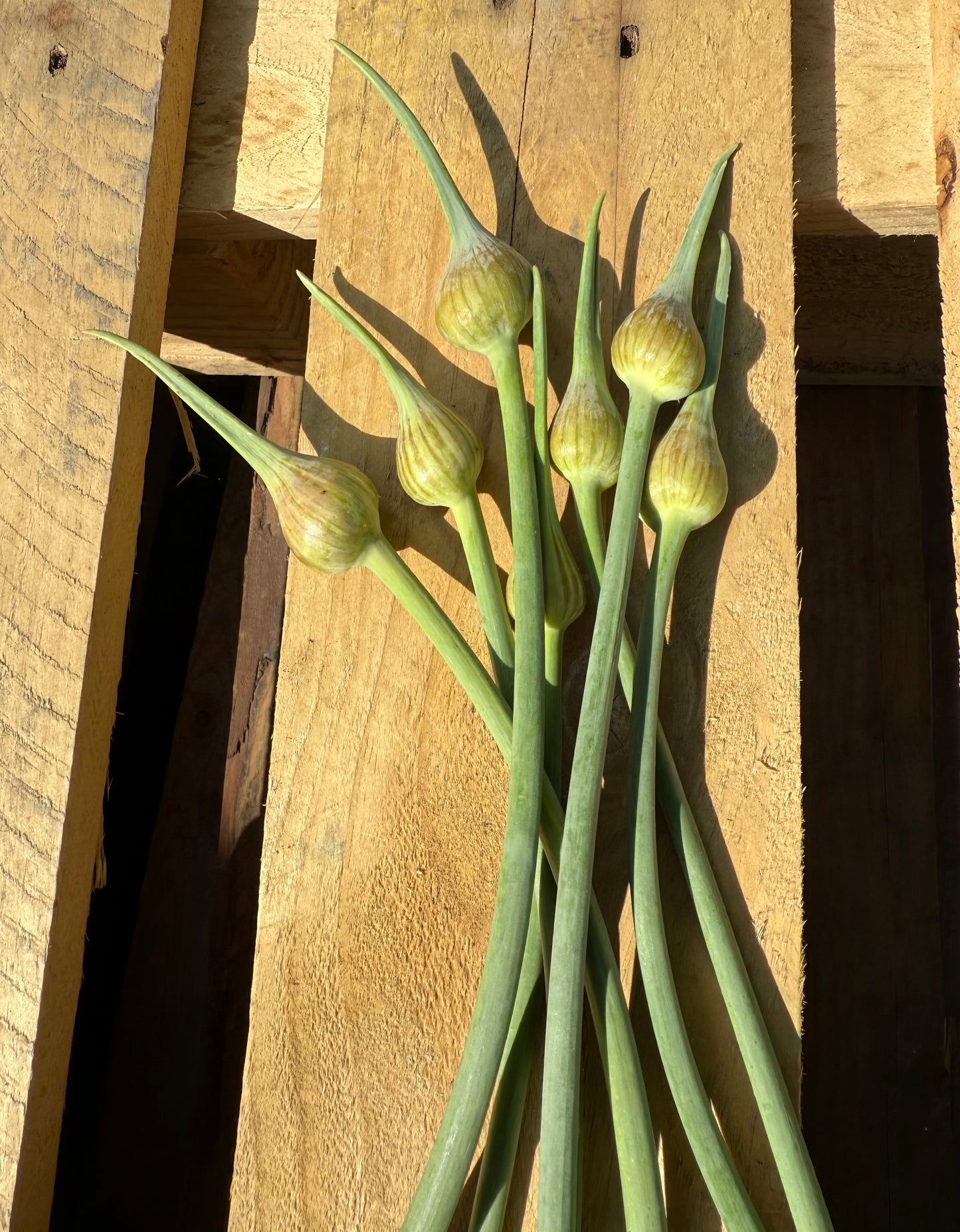 Garlic Scapes - Thorn - 1lb