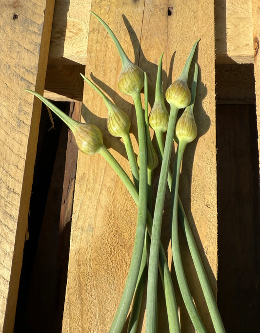Garlic Scapes - Thorn - 15 Ct