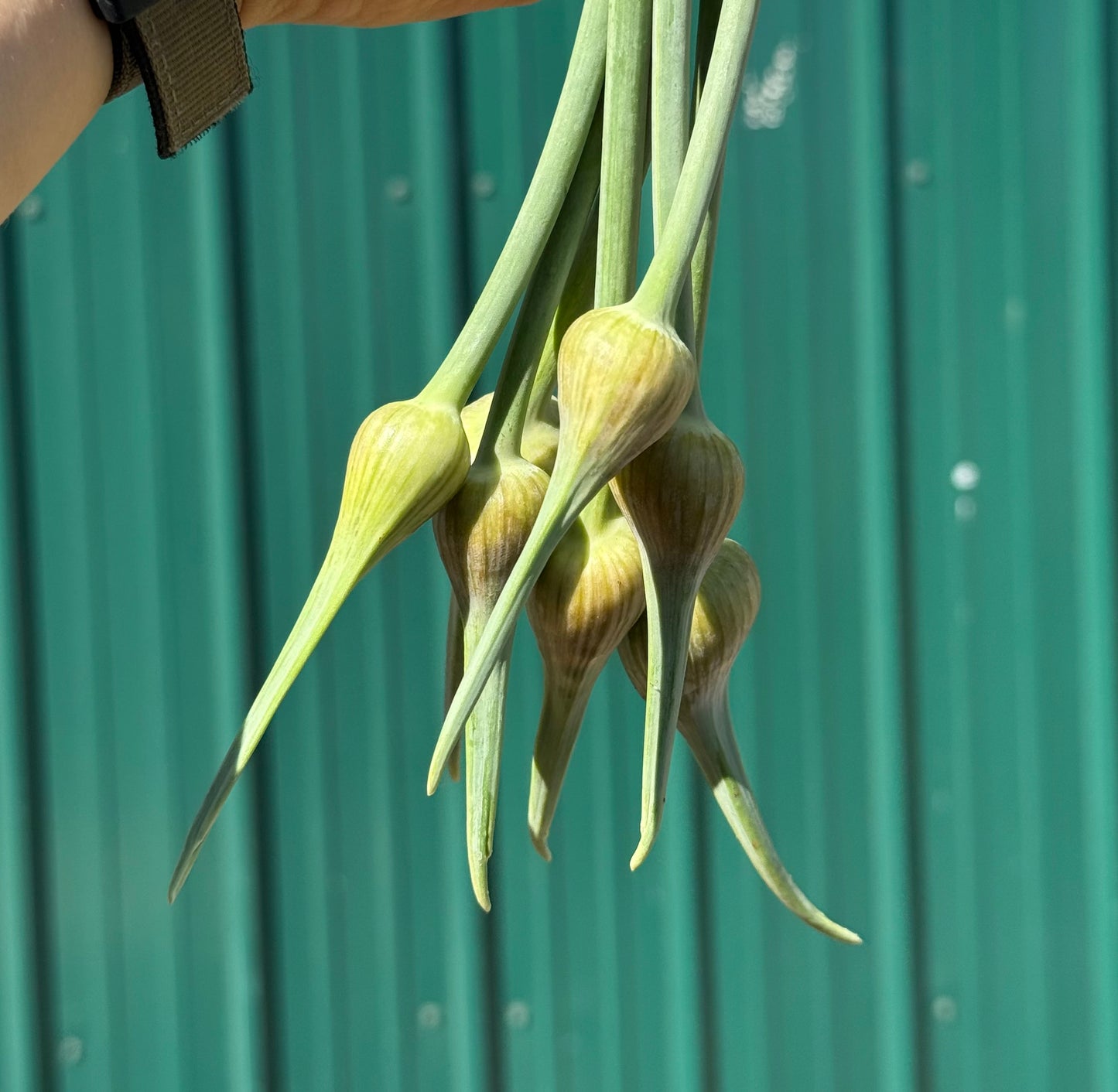 Garlic Scapes - Thorn - 1lb