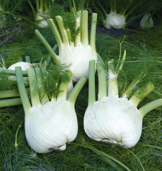 Fennel - Organic 12ct (12-14lb)