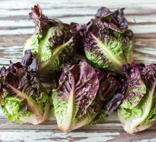Lettuce - Rosaine Little Gem 12ct