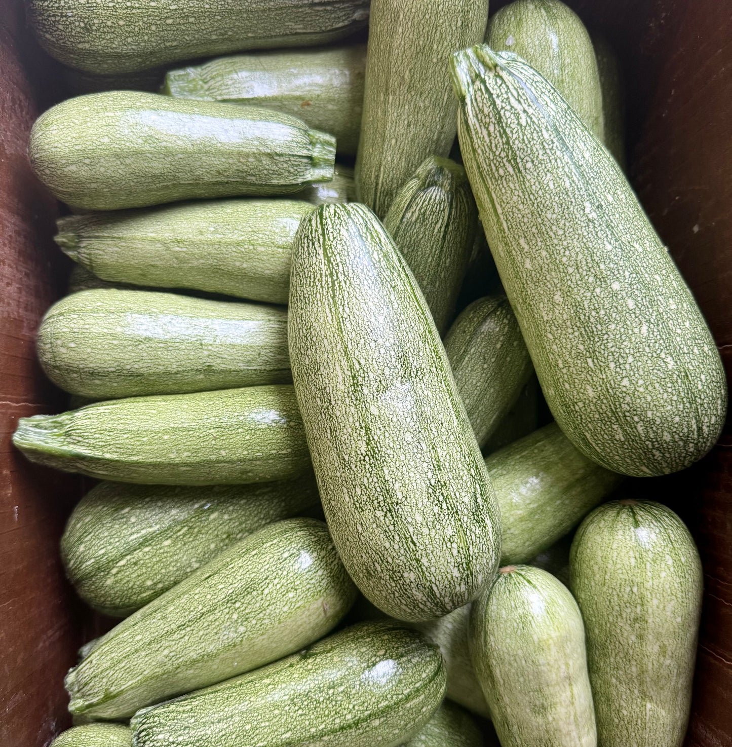 Grey Zucchini - Dorr Farms - 10lb