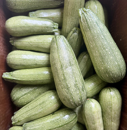 Grey Zucchini - Dorr Farms - 10lb