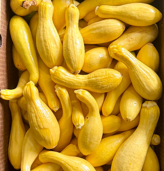 Yellow Squash - Dorr Farms - 10lb