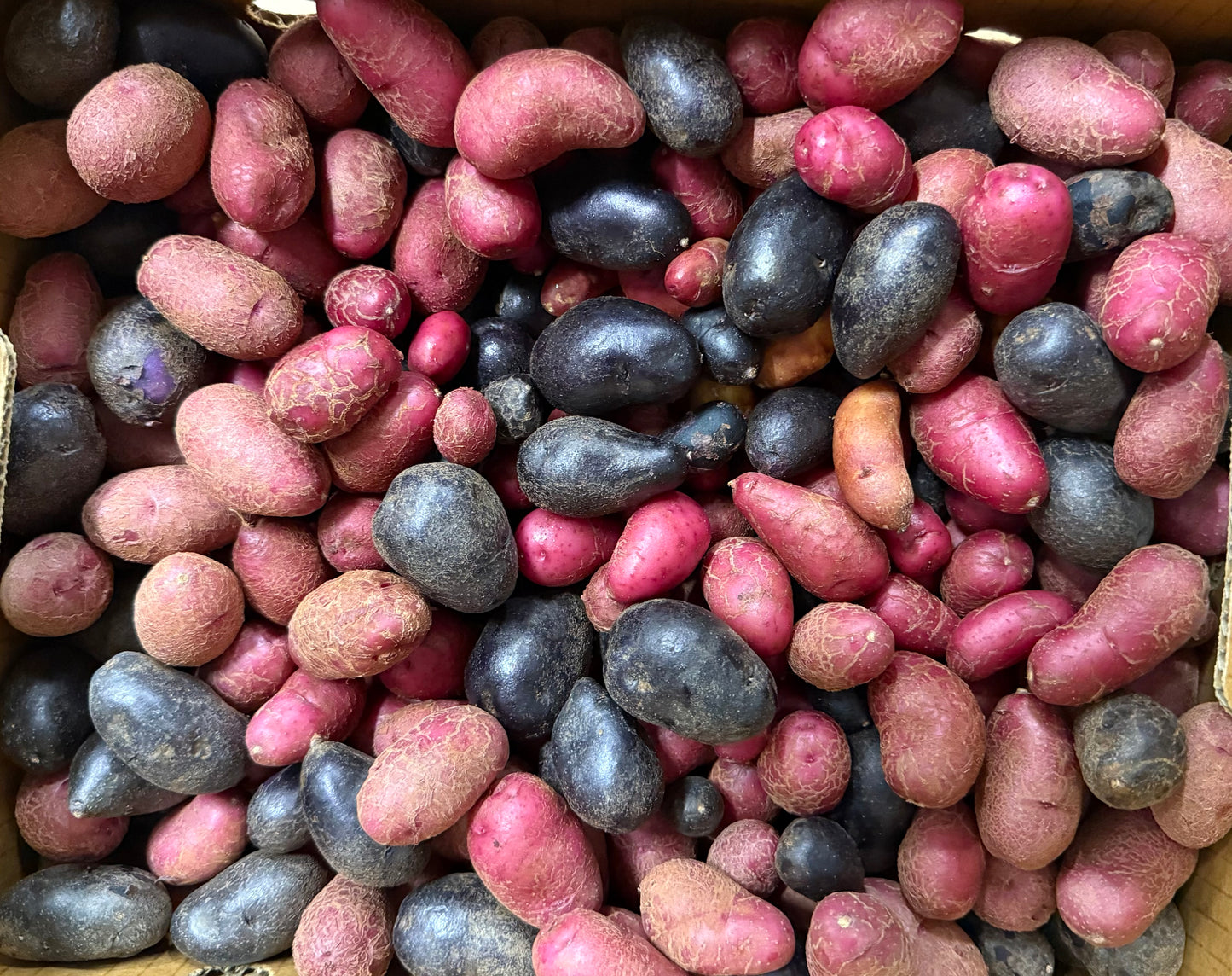 New Potato - Petite Medley 10lb