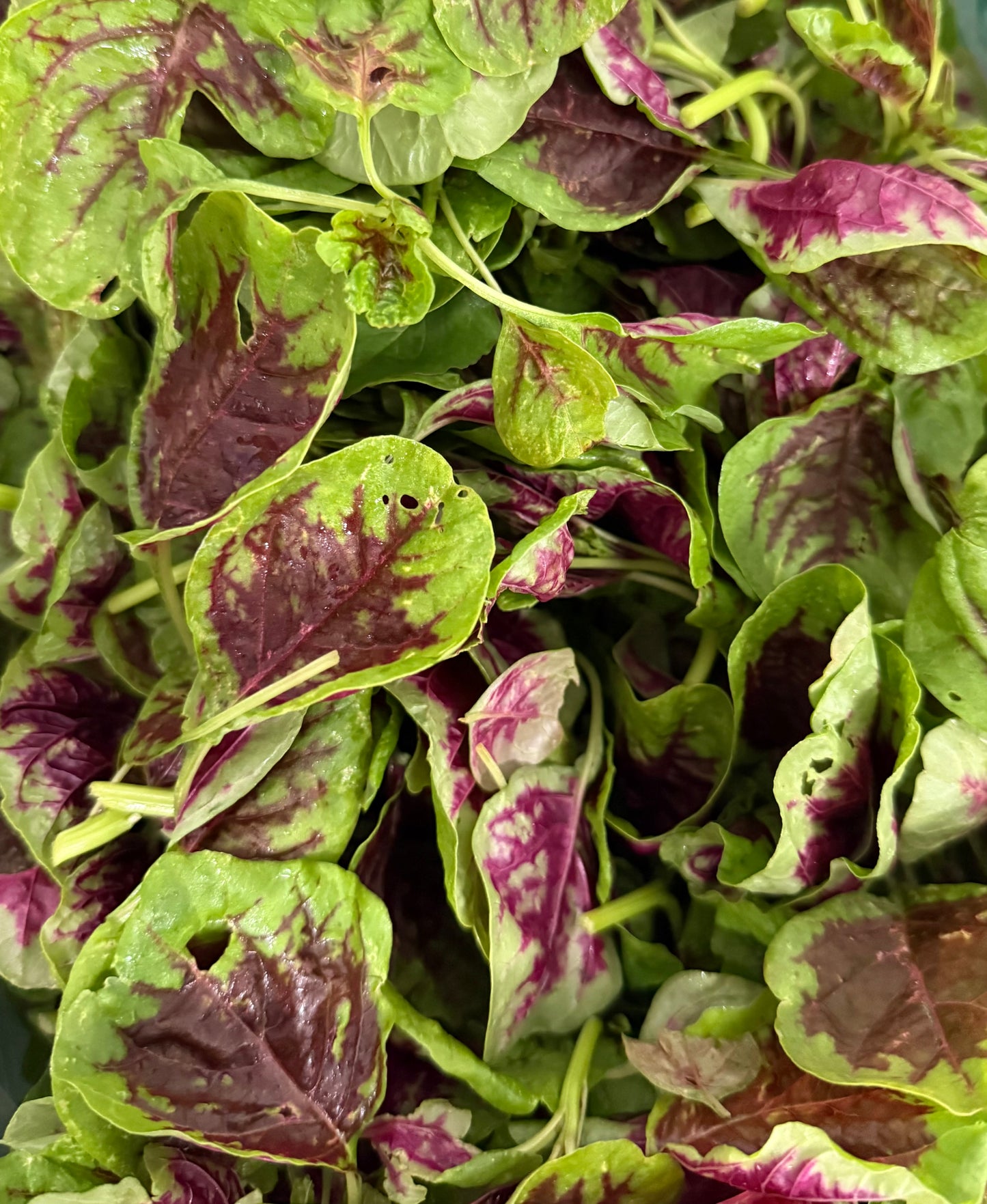 Amaranth Greens - 5lb
