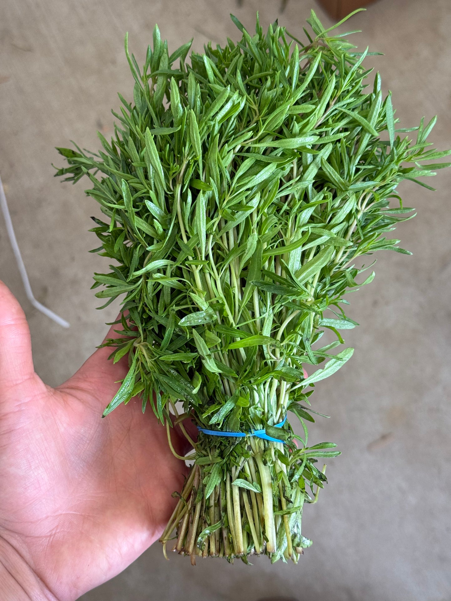 Herb - Summer Savory - Half Pound