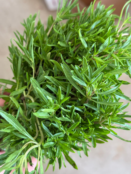 Herb - Summer Savory 1lb