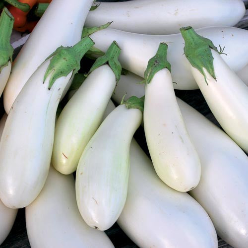 Eggplant - Casper 15lb