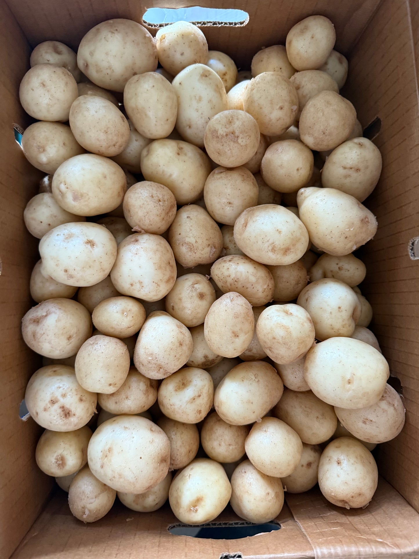 Baby New Potatoes - *Upstate Abundance - 20lb