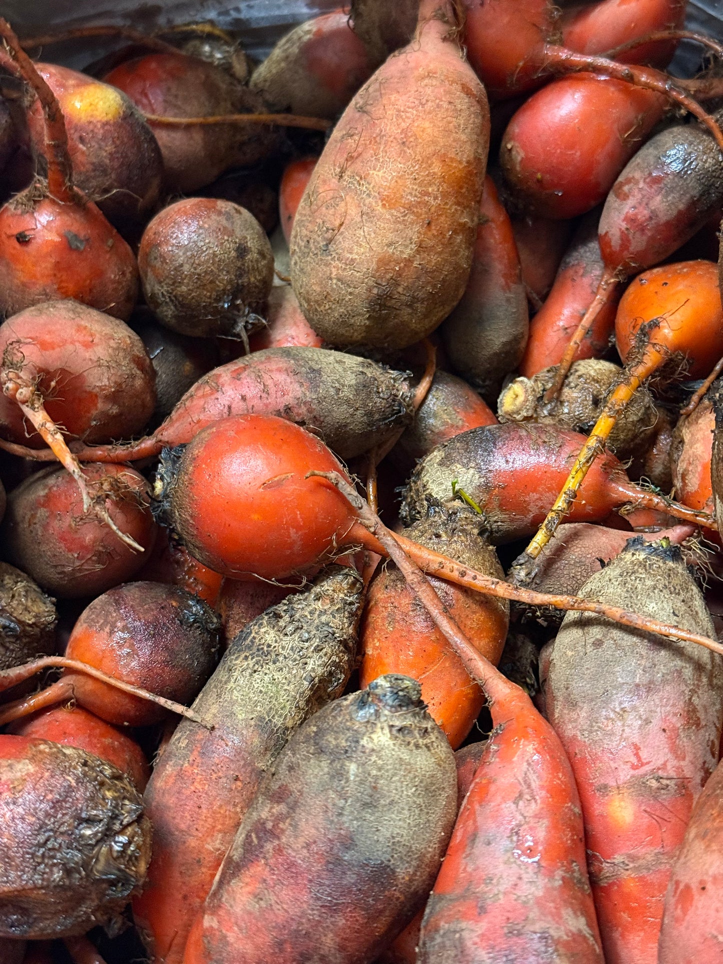 Baby Beets - Badger Flame 10lb