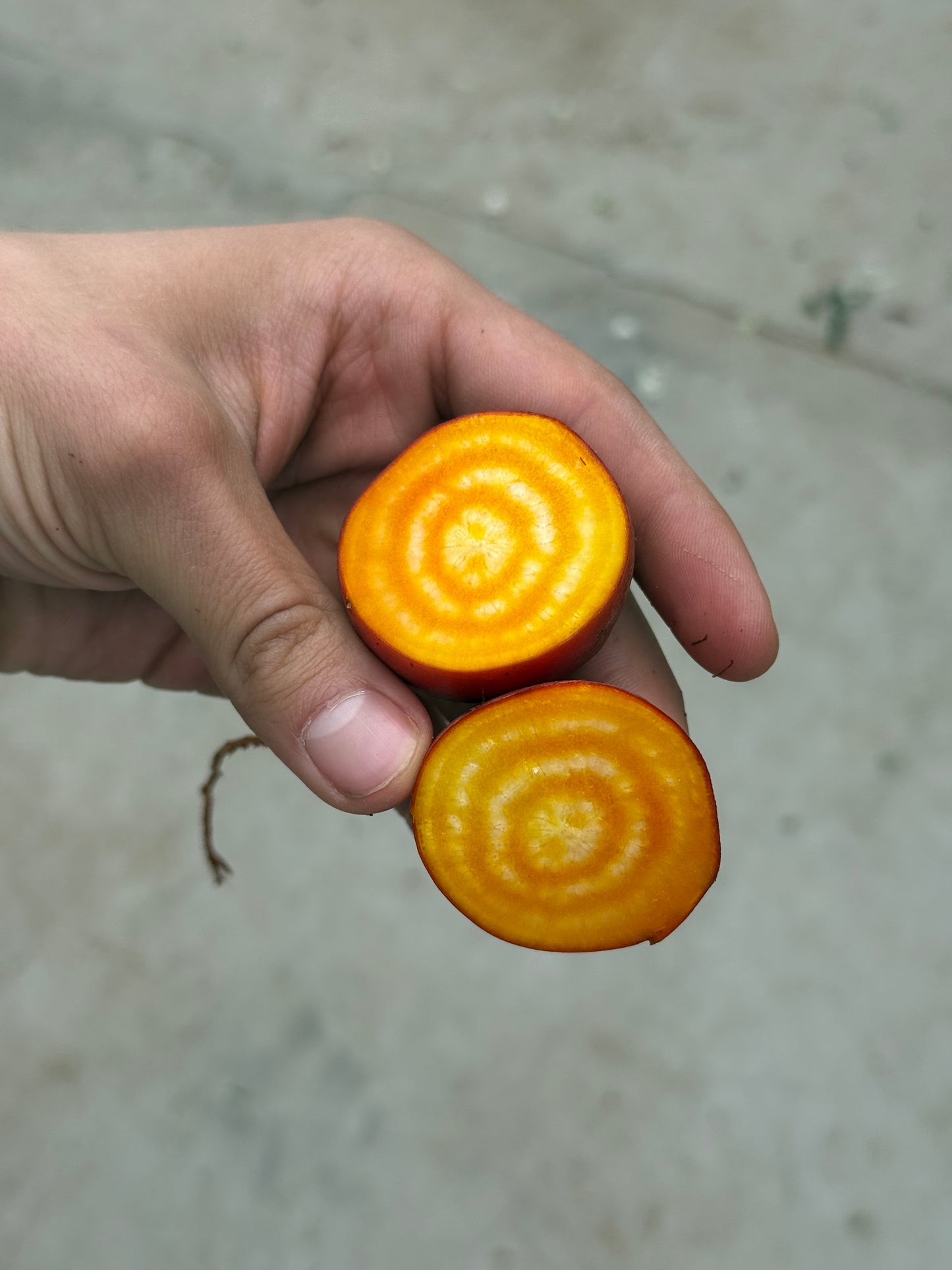 Baby Beets - Badger Flame 10lb