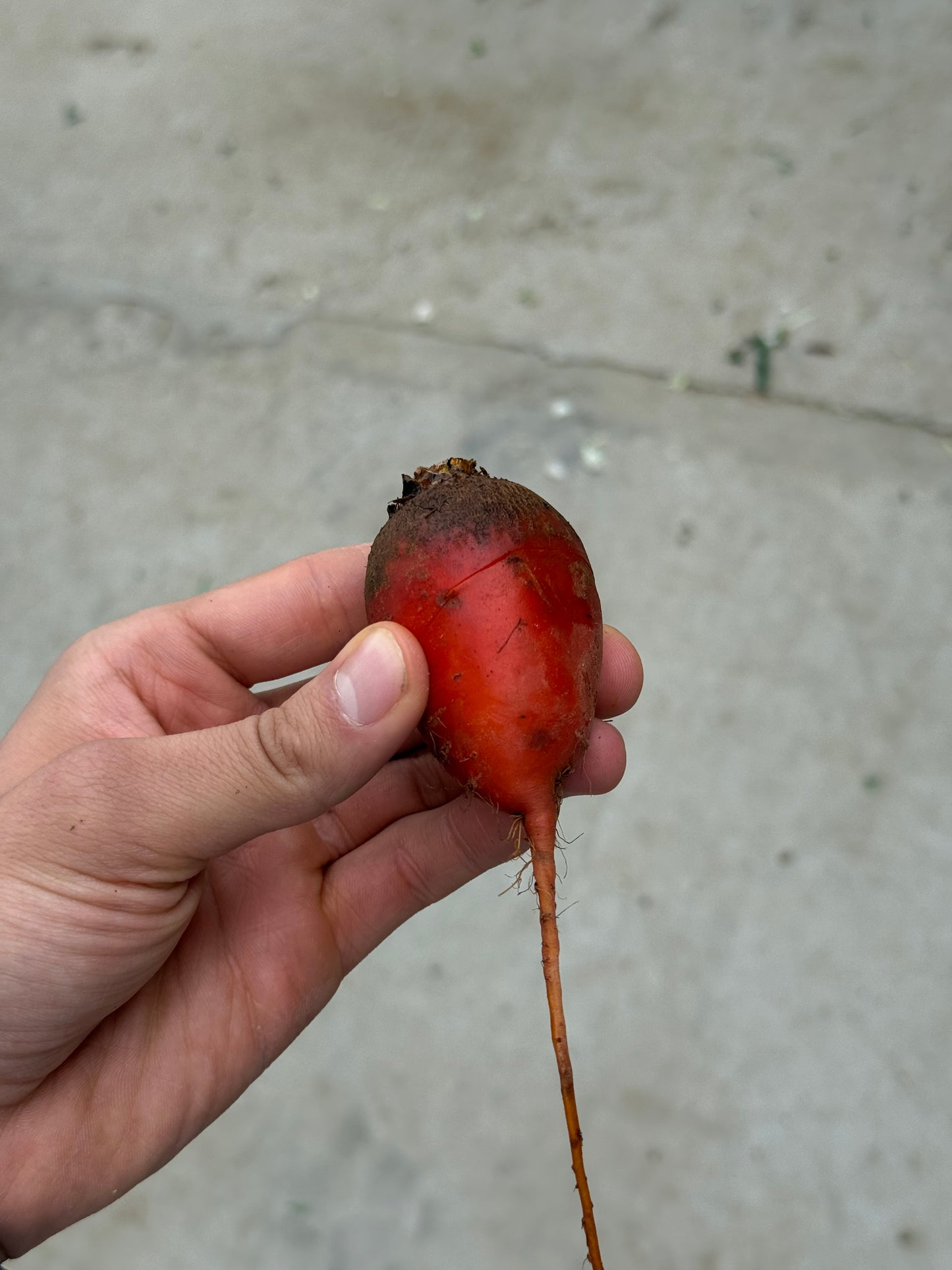 Baby Beets - Badger Flame 10lb