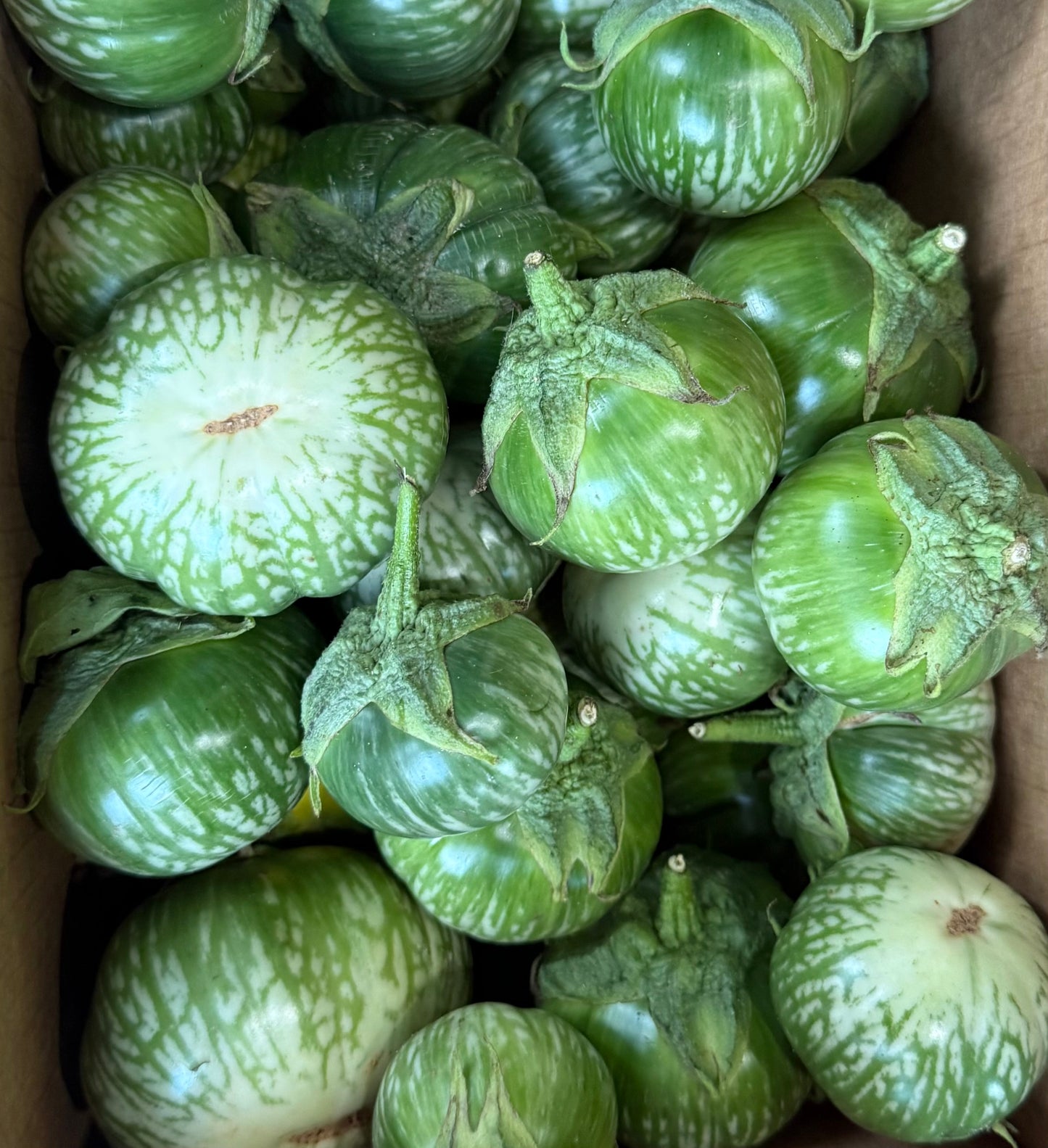 Eggplant - Tiger Stripe 10lb
