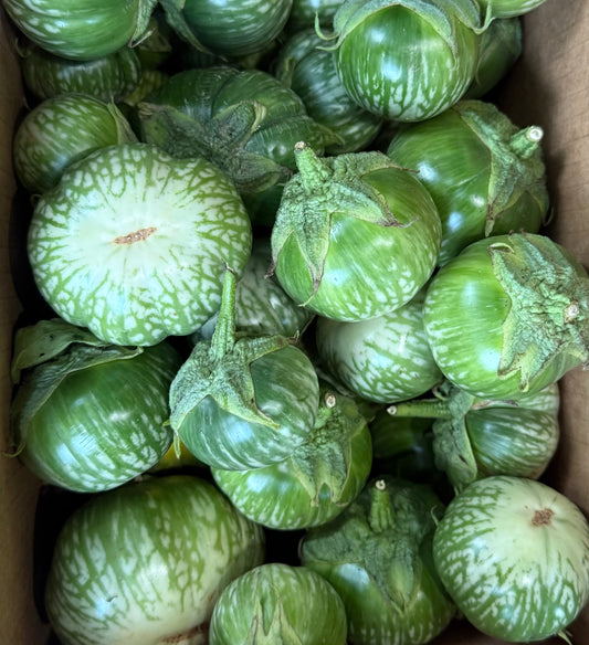 Eggplant - Tiger Stripe 10lb