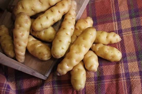 Potatoes - Ozette (Makah Heirloom) 20lb